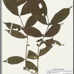 Tricalysia reticulata Other
