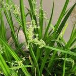 Cyperus assimilis Flower