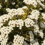 Ozothamnus leptophyllus Flor
