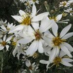 Chiliotrichum diffusum Ostatní