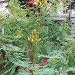Erythrostemon gilliesii आदत