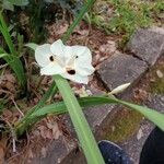 Dietes bicolor Virág