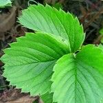 Fragaria × ananassa Lapas