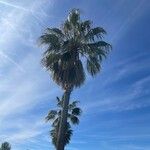 Washingtonia filifera 葉