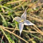 Conostomium quadrangulare Flor