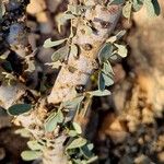 Maerua crassifolia Corteza