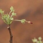 Commiphora mollis Flor