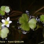 Ranunculus omiophyllus Outro