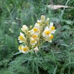 Linaria vulgarisFlor