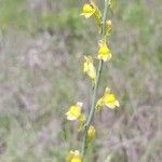 Linaria genistifolia Цвят