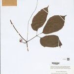 Gurania bignoniacea List