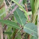 Vigna luteola Folio