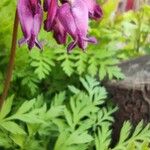 Dicentra formosa 花