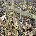 Cornus officinalis Hábito