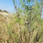 Moringa peregrina Hábitos