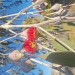 Eucalyptus caesia 花