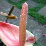 Anthurium andraeanum Other