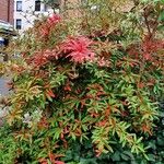 Berberis julianae 叶