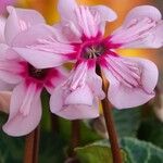 Cyclamen persicum Floro