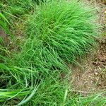 Bothriochloa ischaemum 整株植物