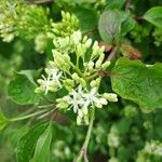 Cornus sericeaBlodyn