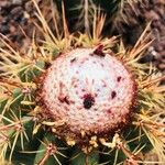 Melocactus oreas Flor