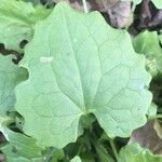 Doronicum columnae Hoja