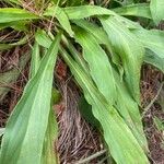 Digitalis laevigata Leaf