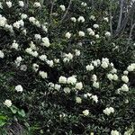 Rhododendron aureum Kvet