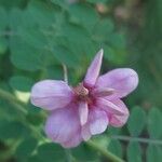 Indigofera heterantha Flower