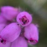 Erica tetralix Blomma