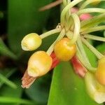 Clivia nobilis Fruit