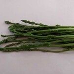 Asparagus officinalis Frukt