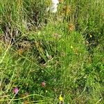 Eriophorum angustifolium ശീലം