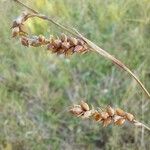 Carex panicea Fruitua