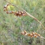 Carex panicea Frukt