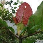 Mitragyna stipulosa Blatt