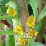 Tetragonia tetragonioides Blomma