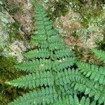 Dryopteris intermedia Hoja
