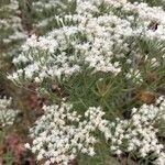 Eupatorium hyssopifolium Virág