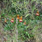 Calceolaria uniflora Vekstform