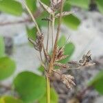 Cyperus stoloniferus Fruto