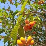 Sterculia foetida Frukto