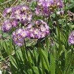 Primula auriculata Máis