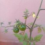 Solanum pimpinellifolium Ffrwyth