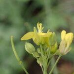 Brassica fruticulosa Flor