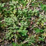 Teucrium scordium Habitat