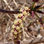 Sclerocarya birrea Цвят