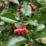 Crataegus persimilis Плод