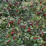 Crataegus mollis फल